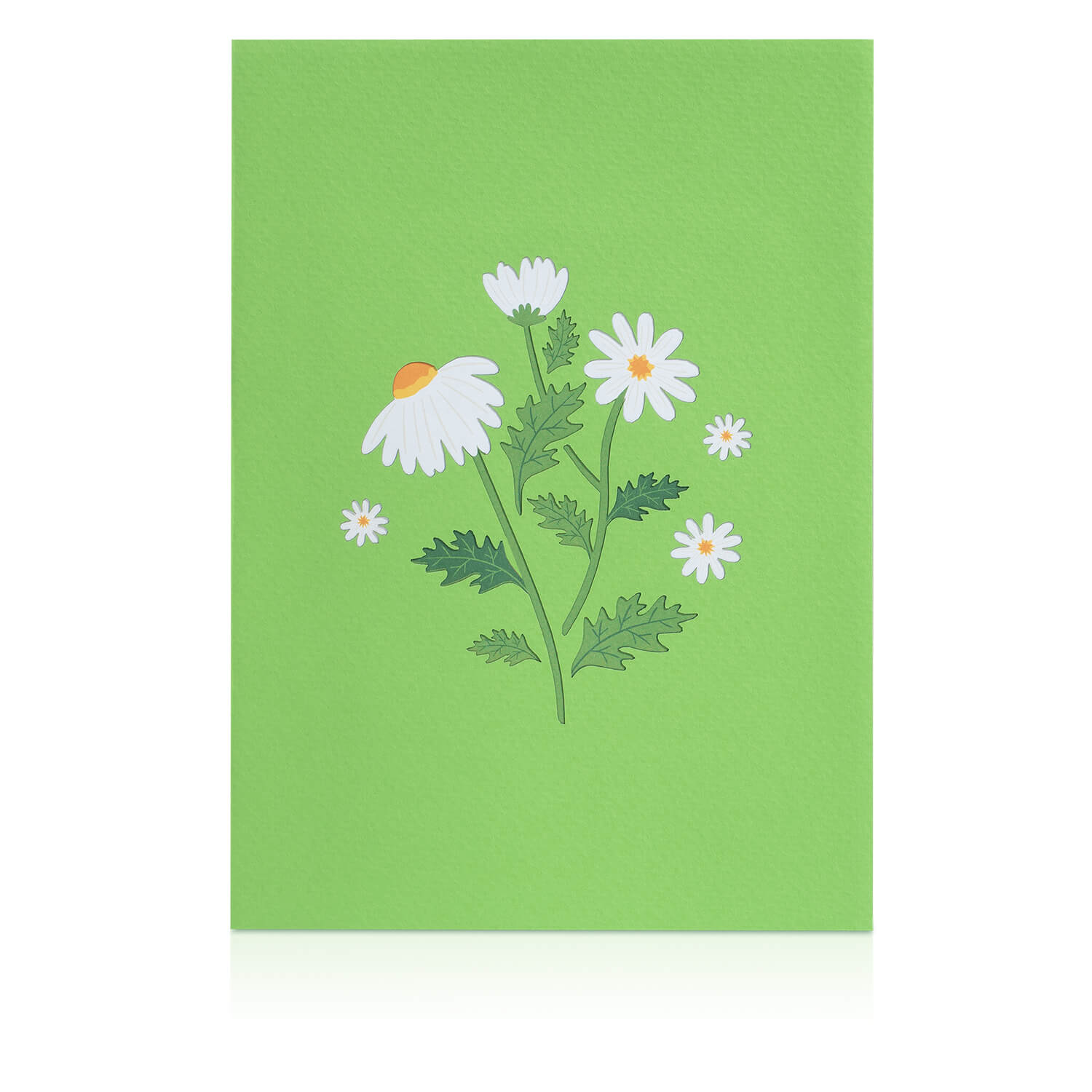 Gänseblümchen mit Schmetterling Pop-Up Karte